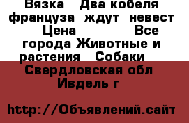  Вязка ! Два кобеля француза ,ждут  невест.. › Цена ­ 11 000 - Все города Животные и растения » Собаки   . Свердловская обл.,Ивдель г.